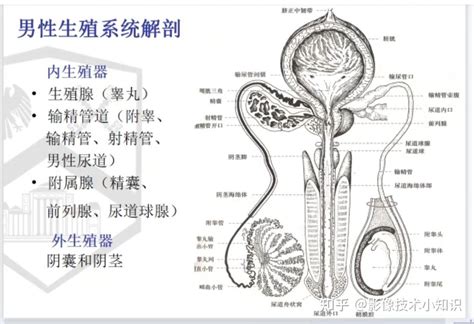 男性 生殖器|男性生殖系統